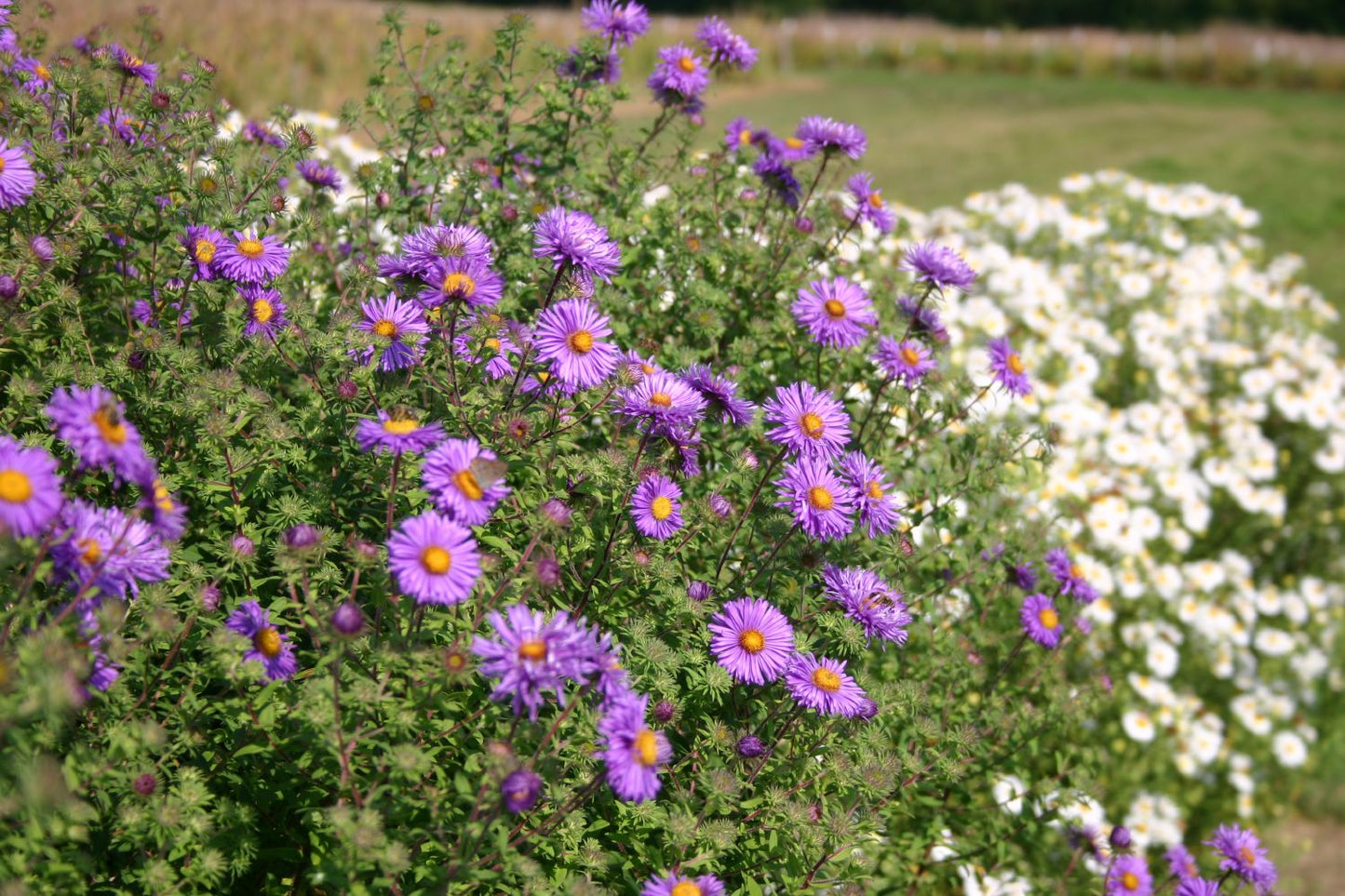 Aster novae-angliae 'Barr's Blue' (Raublatt-Aster)