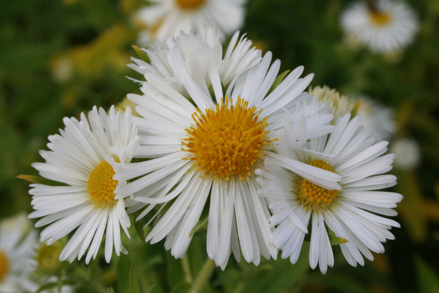 Aster novae-angliae 'Herbstschnee' Raublatt-Aster Aster novae-angliae 'Herbstschnee' Raublatt-Aster