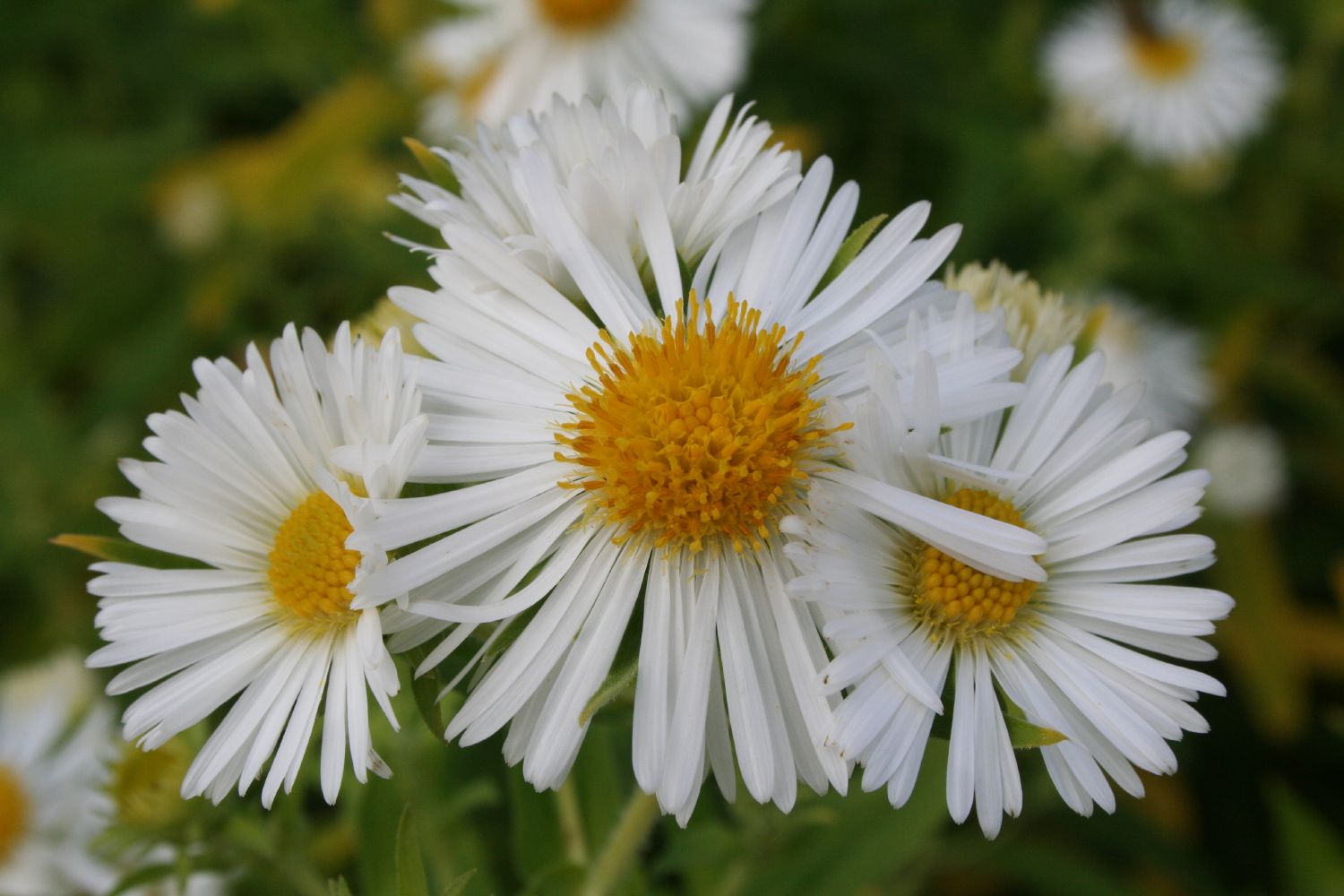 Aster novae-angliae 'Herbstschnee' Raublatt-Aster