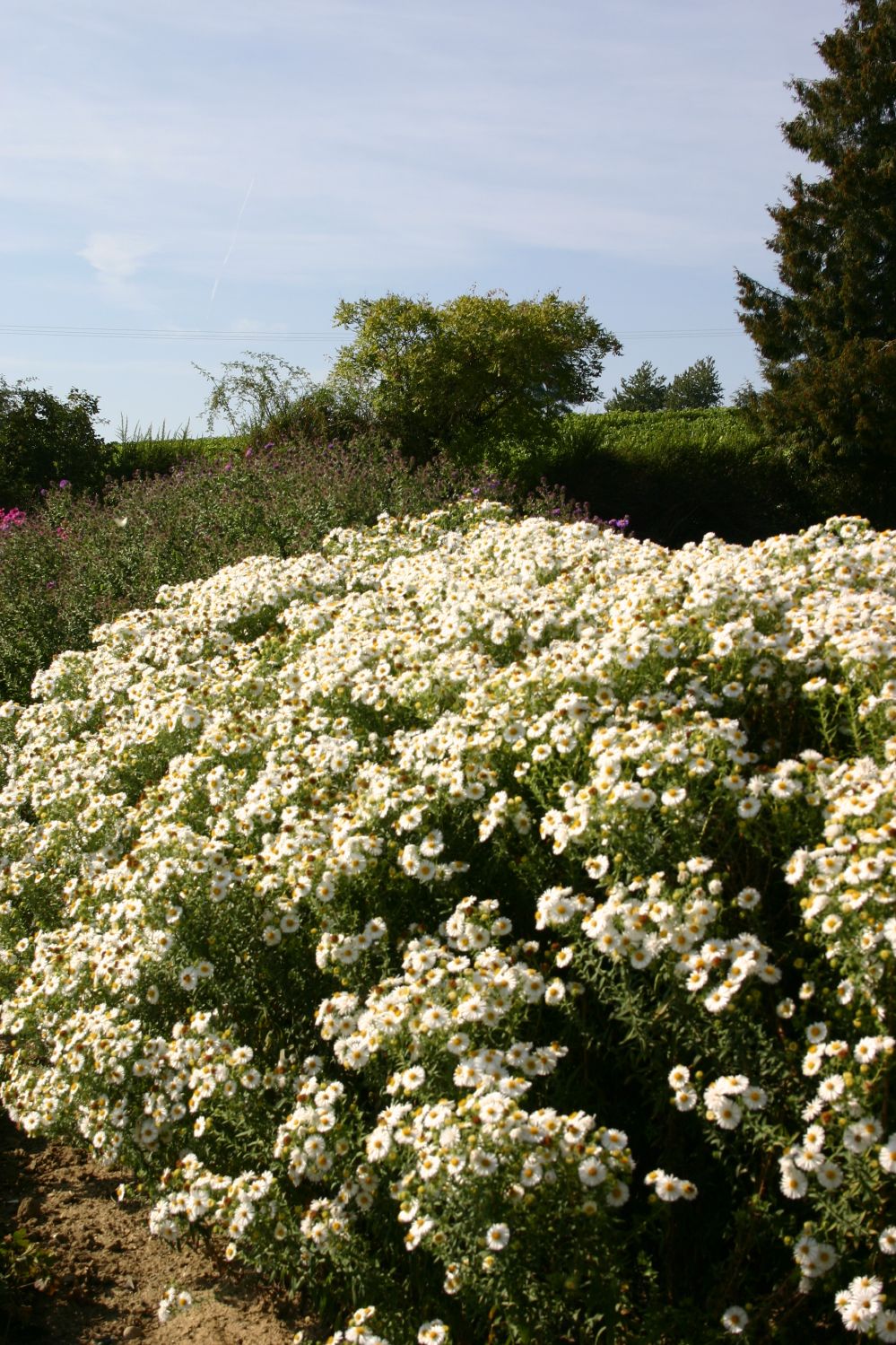 Aster novae-angliae 'Herbstschnee' (Raublatt-Aster) Aster novae-angliae 'Herbstschnee' (Raublatt-Aster)
