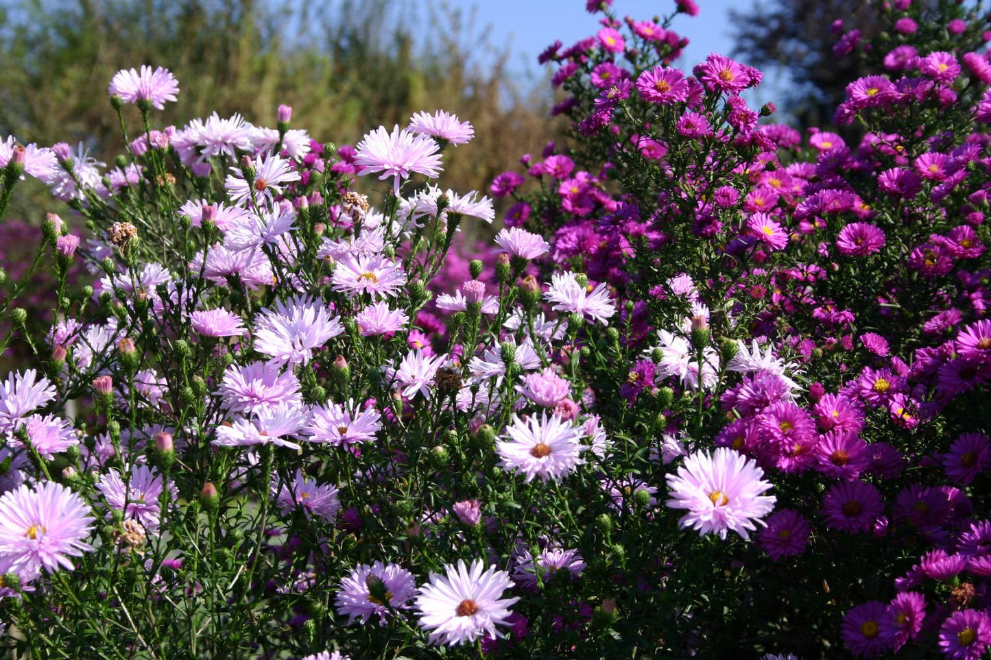Aster novi-belgii 'Fellowship' (Glattblatt-Aster)