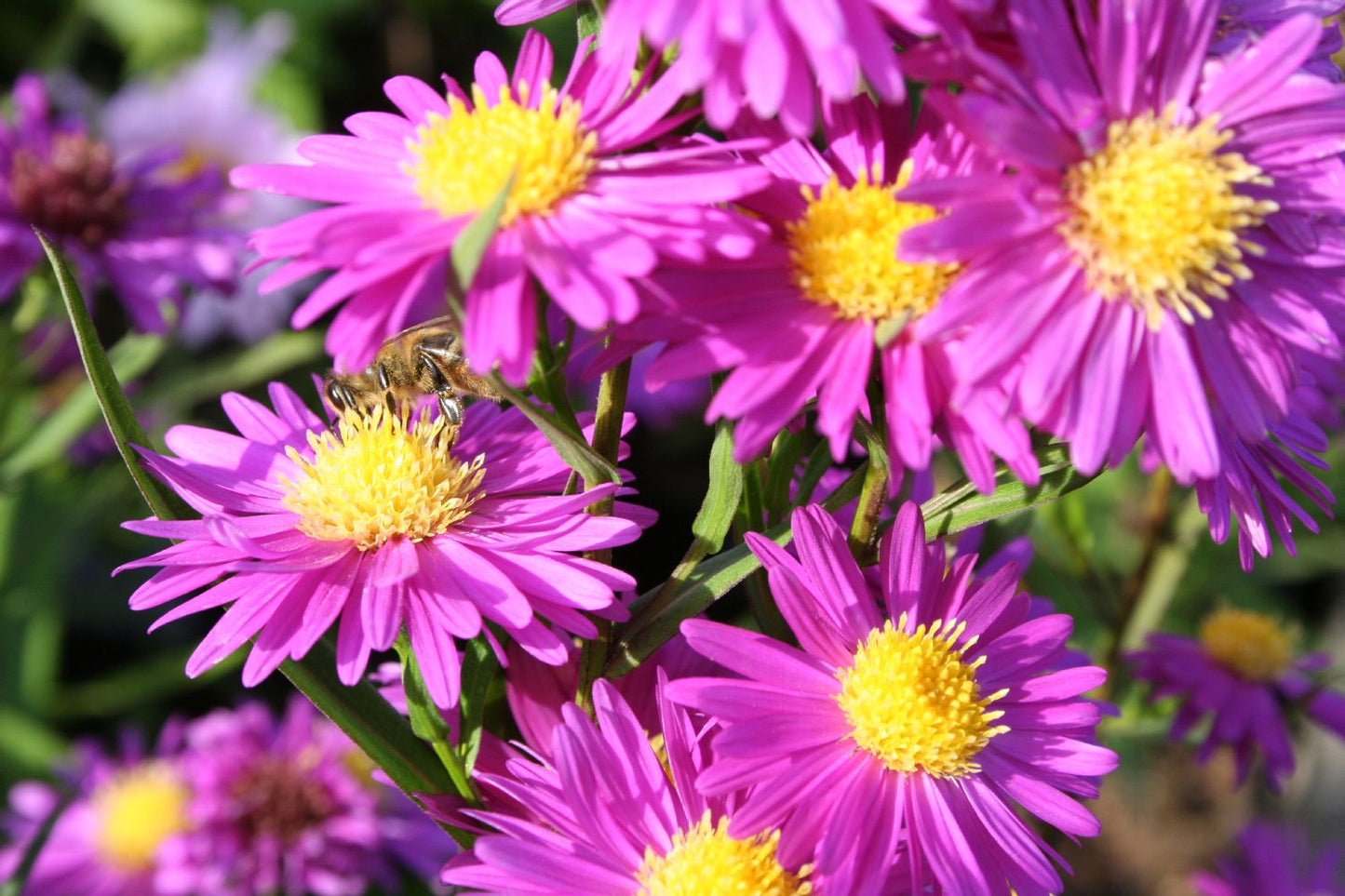 Aster novi-belgii 'Karminkuppel' Glattblattaster Aster novi-belgii 'Karminkuppel' Glattblattaster