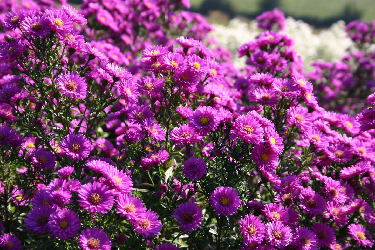 Aster novi-belgii 'Karminkuppel' (Glattblattaster)