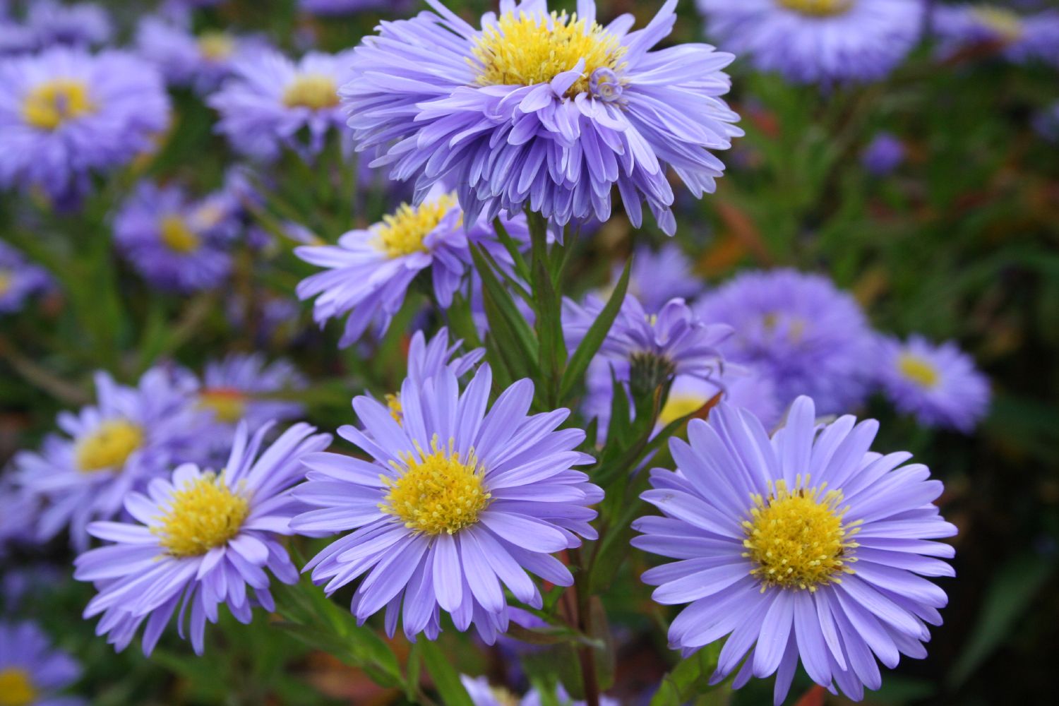 Aster novi-belgii 'Marie Ballard' Glattblatt-Aster