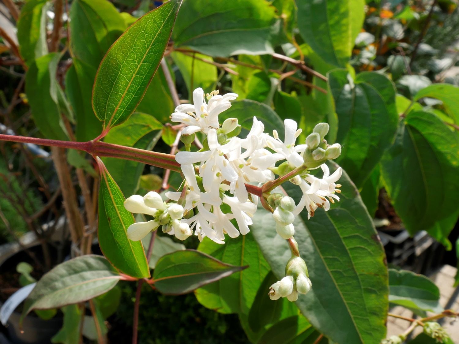 Heptacodium miconioides 'Tian Shan' Sieben-Söhne-des-Himmels-Strauch