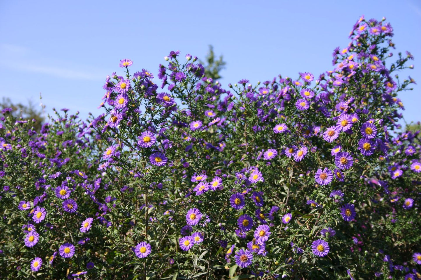 Aster novi-belgii 'Schöne von Dietlikon' (Glattblatt-Aster)