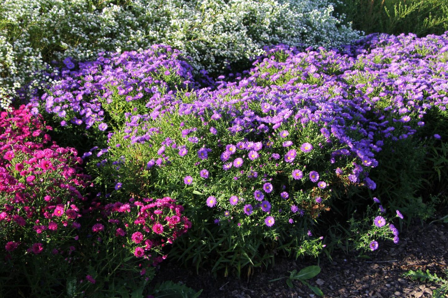 Aster novi-belgii 'Schöne von Dietlikon' (Glattblatt-Aster)