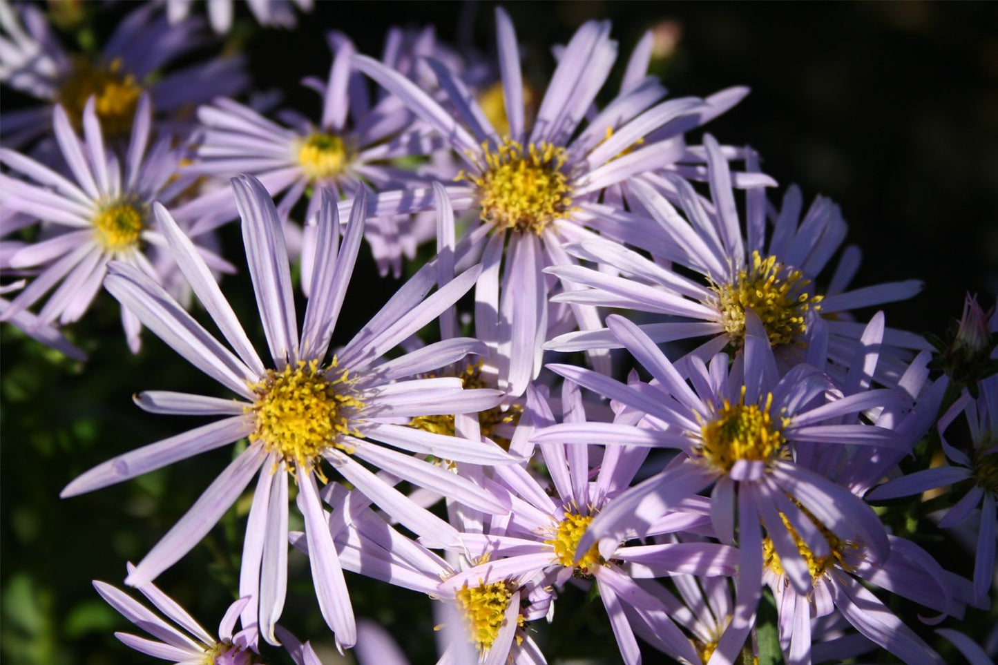 Aster pyrenaeus 'Lutetia Pyrenäen-Aster Aster pyrenaeus 'Lutetia Pyrenäen-Aster