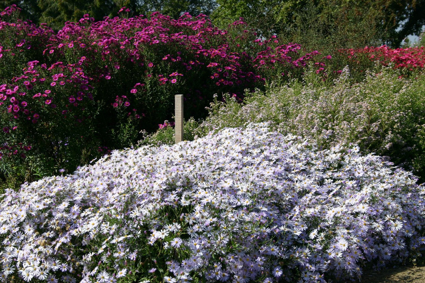 Aster pyrenaeus 'Lutetia' (Pyrenäen-Aster)