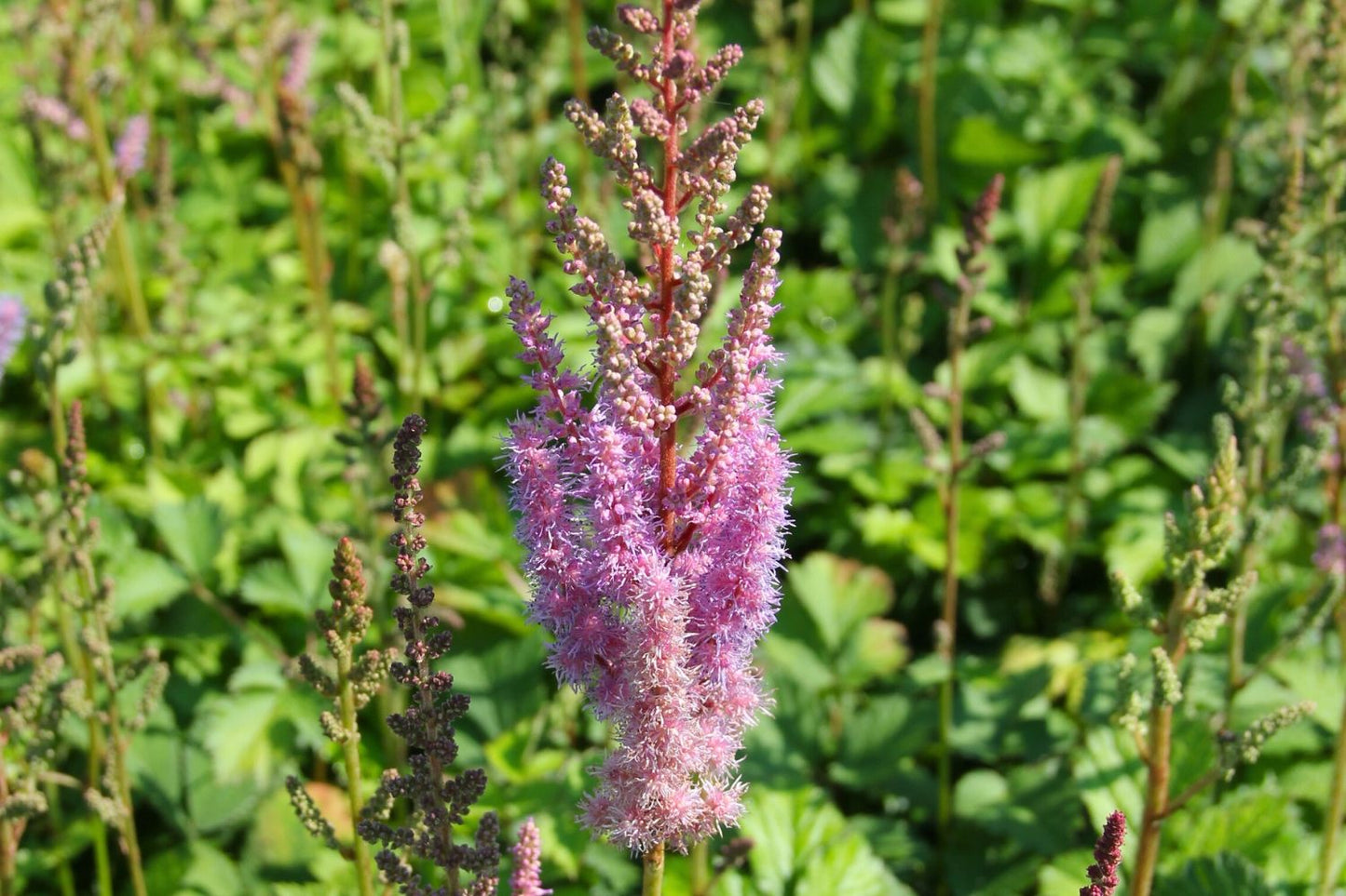 Astilbe chinensis var. pumila Zwerg-Prachtspiere