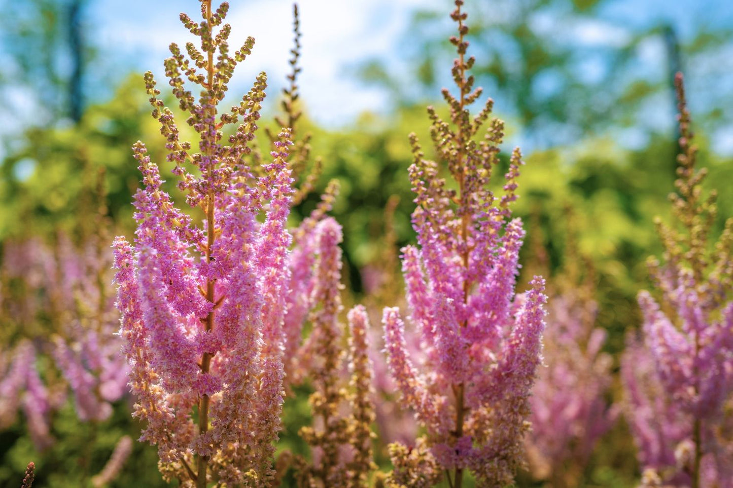 Astilbe chinensis var. pumila (Zwerg-Prachtspiere)