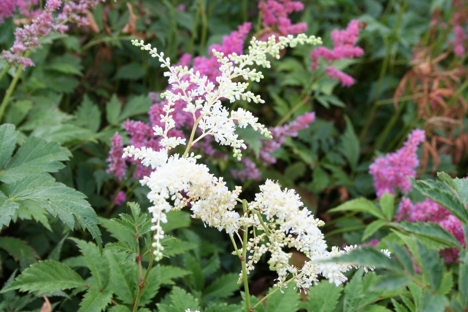 Astilbe x japonica 'Deutschland' Garten Prachtspiere
