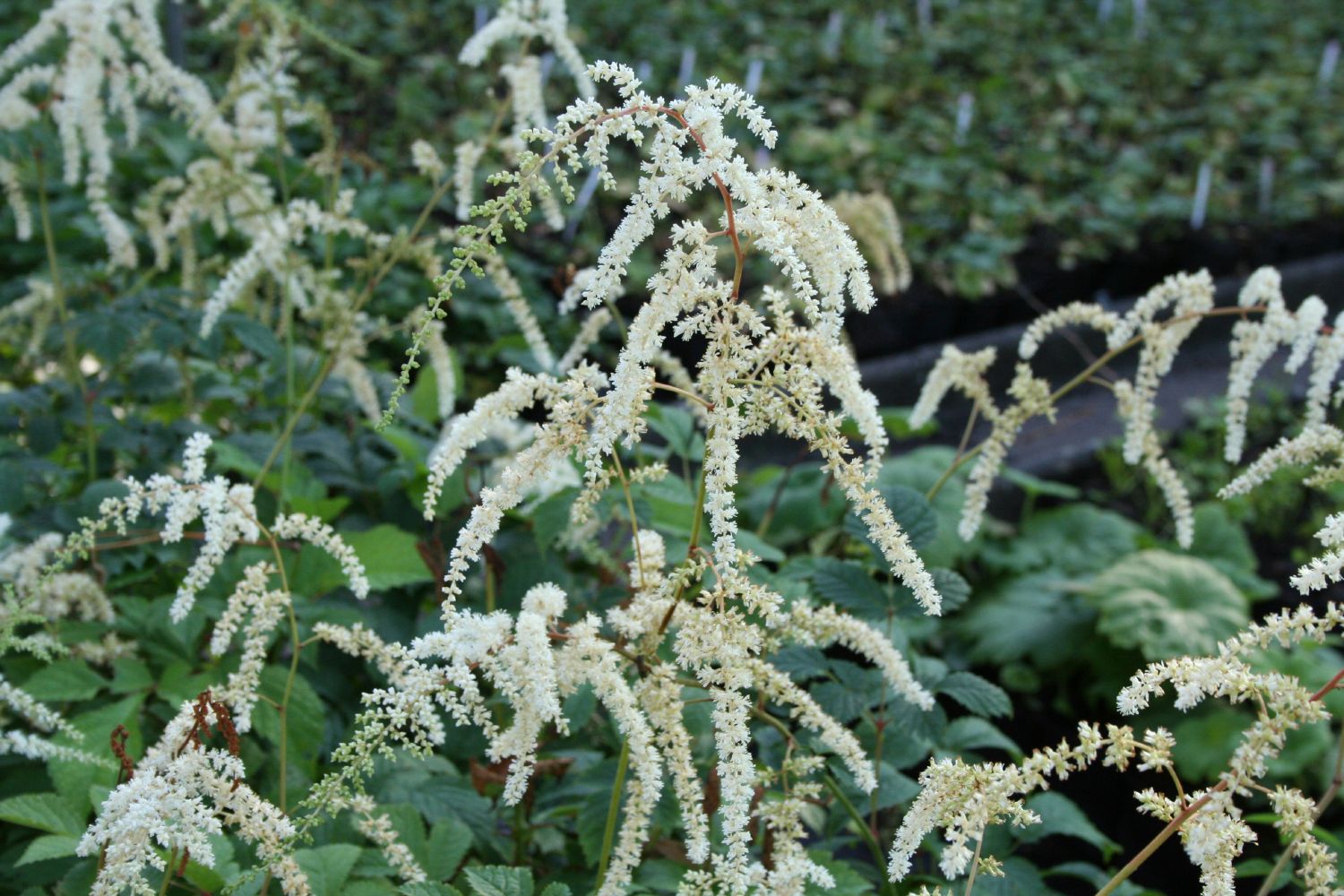 Astilbe x thunbergii 'Professor van der Wielen' Thunberg Prachtspiere