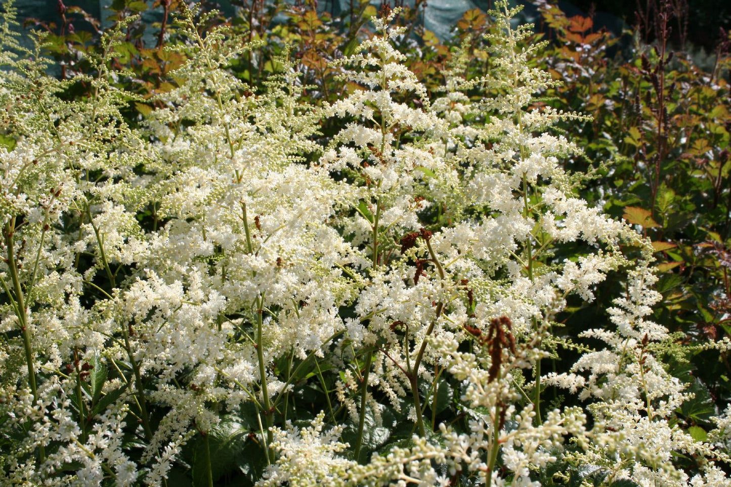 Astilbe x arendsii 'Brautschleier' Prachtspiere