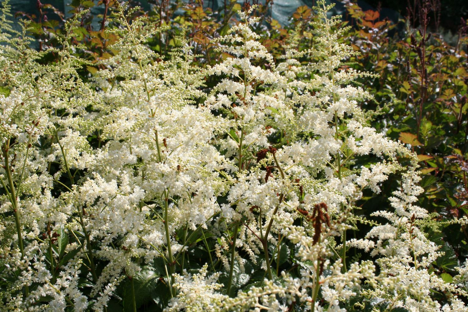 Astilbe x arendsii 'Brautschleier' Prachtspiere