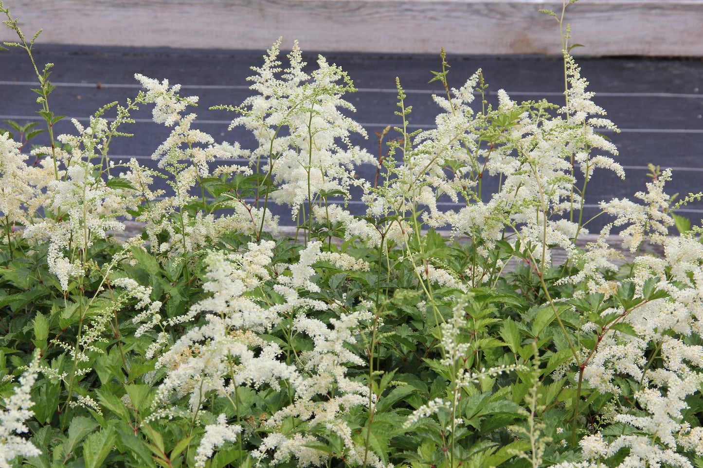 Astilbe x arendsii 'Brautschleier' (Prachtspiere)