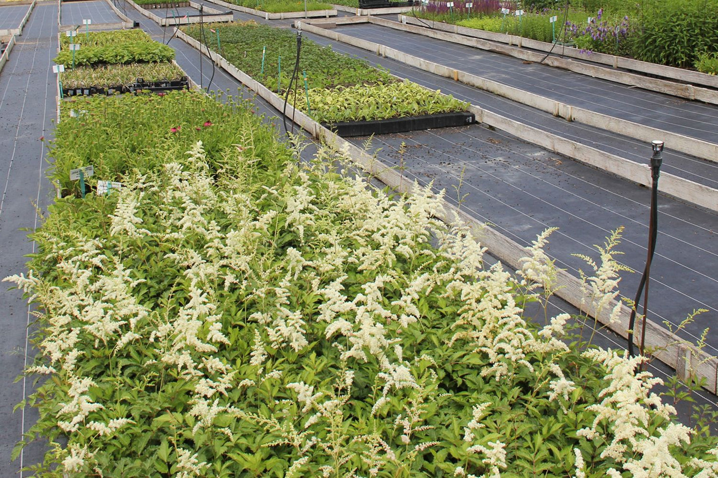 Astilbe x arendsii 'Brautschleier' (Prachtspiere)