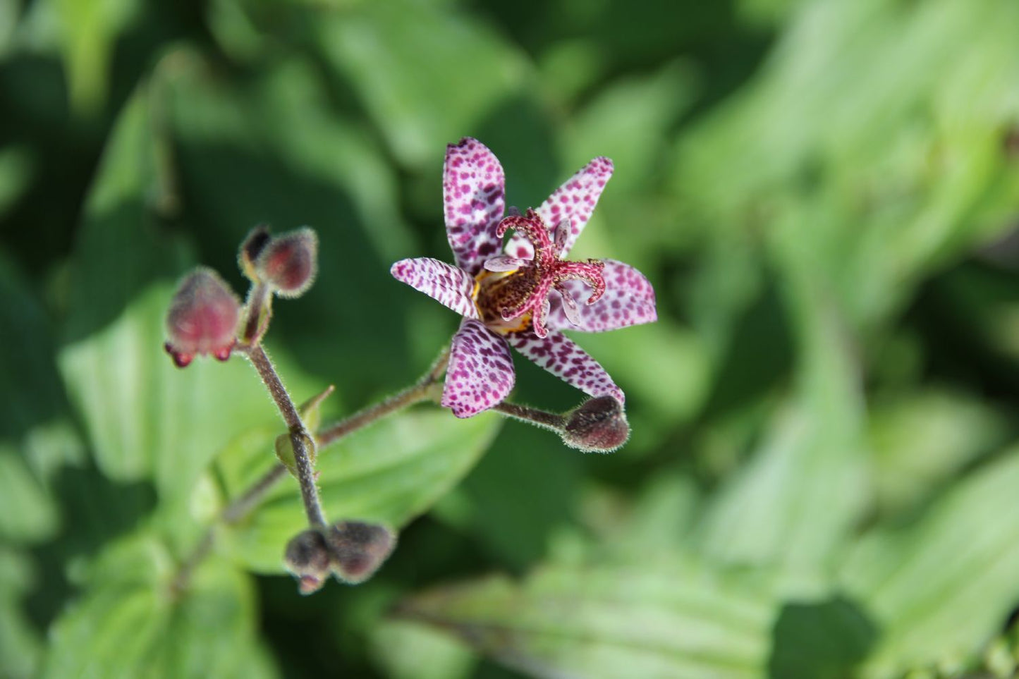 Tricyrtis formosana 'Dark Beauty' Krötenlilie