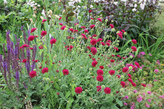 Knautia macedonica 'Mars Midget' Witwenblume