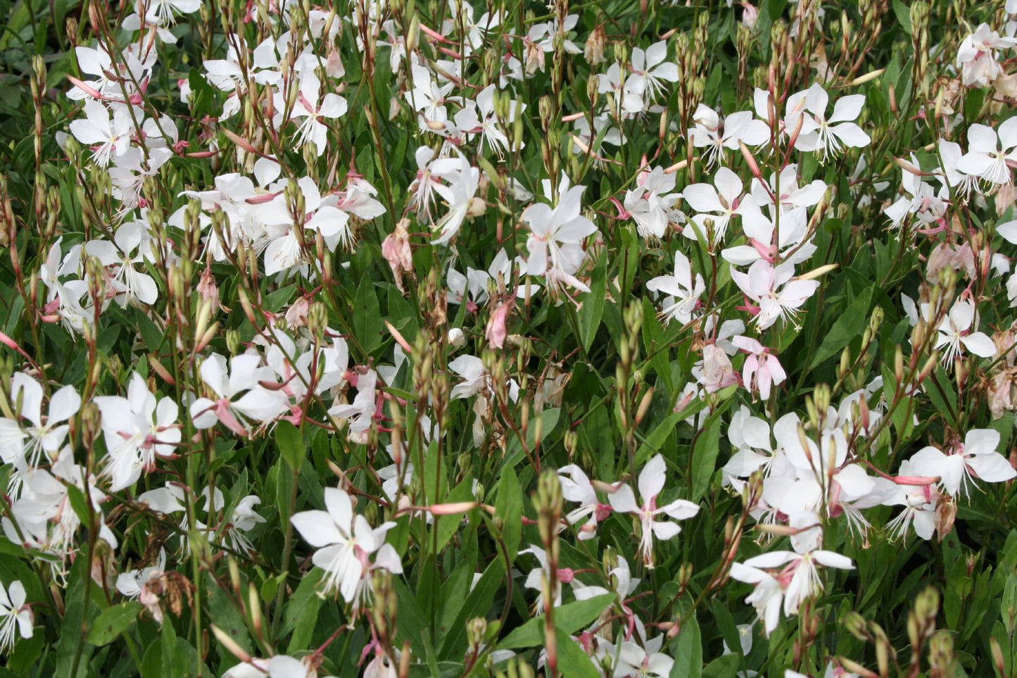 Gaura lindheimeri 'Short Form' Prachtkerze