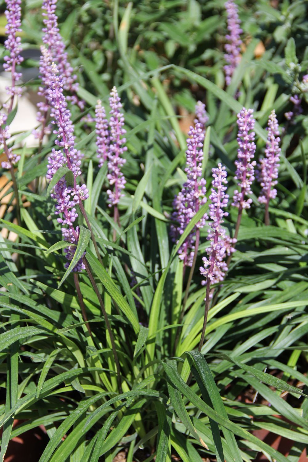 Liriope muscari 'Ingwersen' Lilientraube | Glöckchentraube