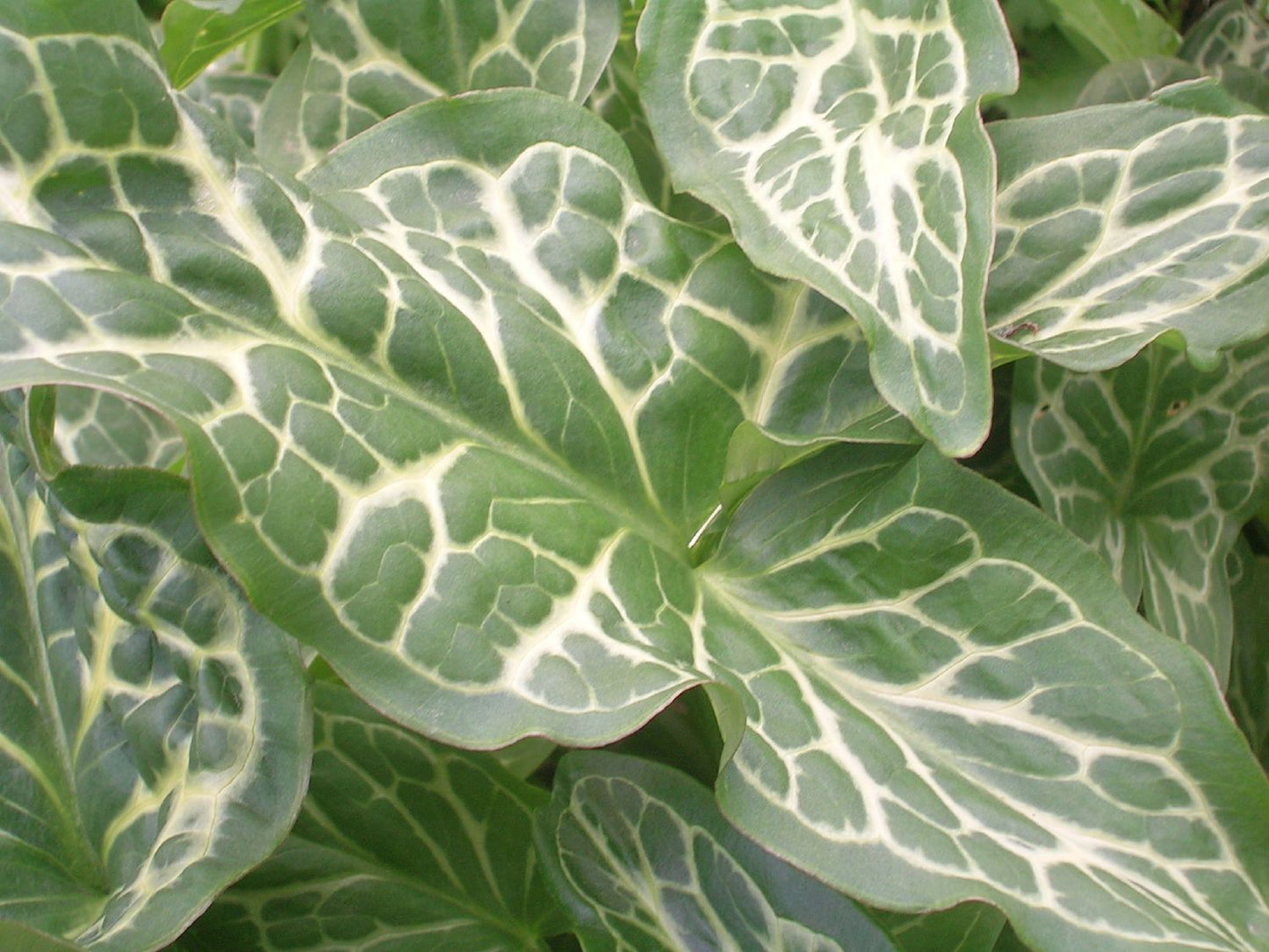 Arum italicum 'Pictum (Geaderter Aronstab)