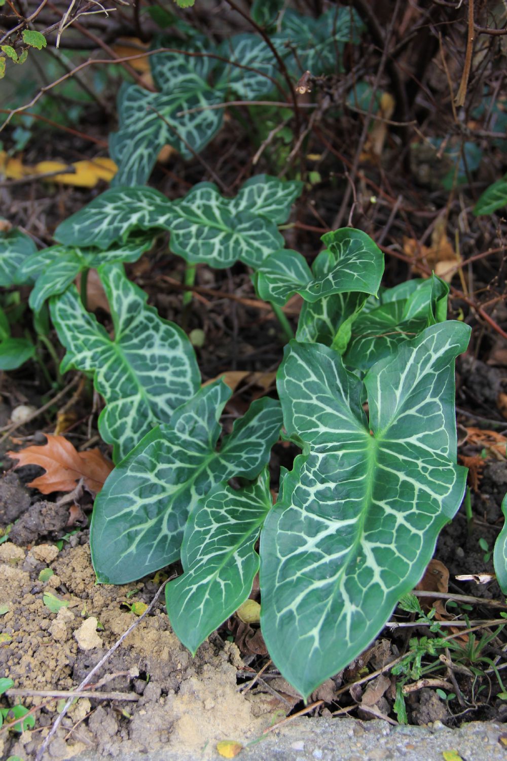 Arum italicum 'Pictum (Geaderter Aronstab)