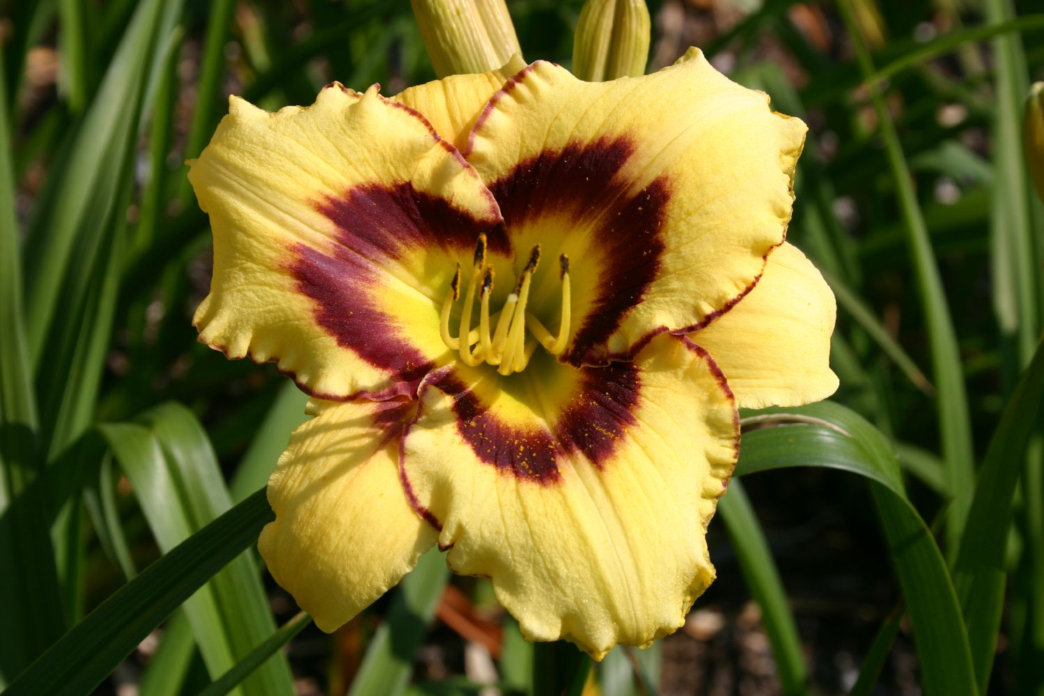 Hemerocallis 'El Desperado' Großblumige Taglilie