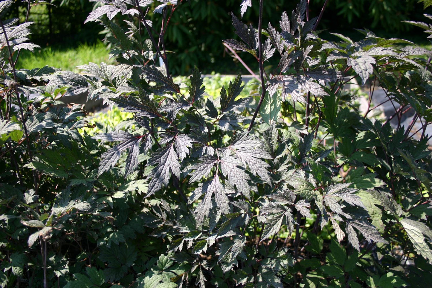 Cimicifuga simplex 'Brunette' (Silberkerze)