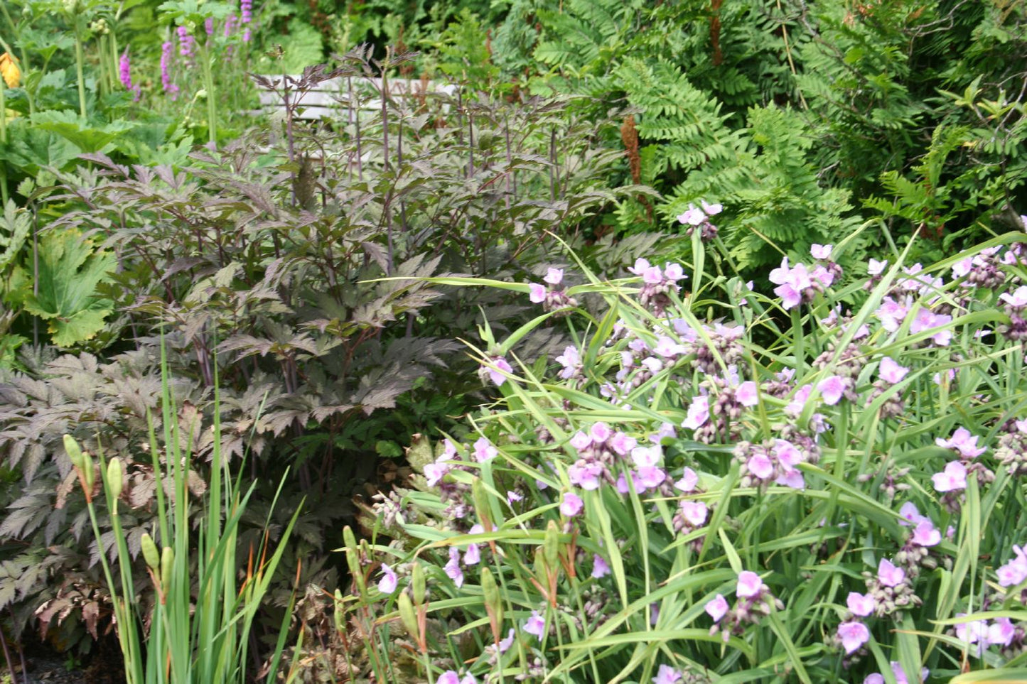 Cimicifuga simplex 'Brunette' (Silberkerze)