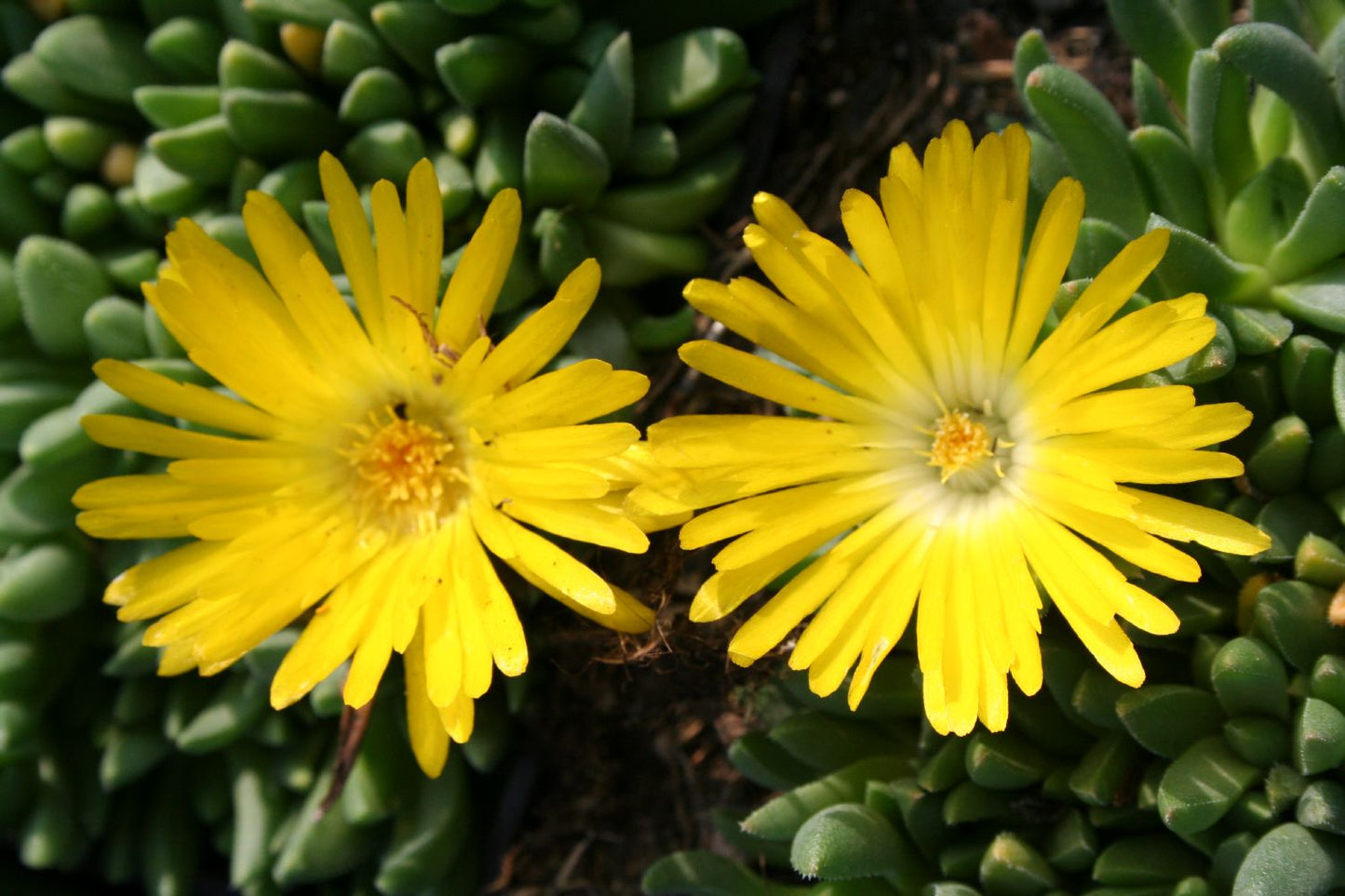 Delosperma congestum Gedrängte Mittagsblume