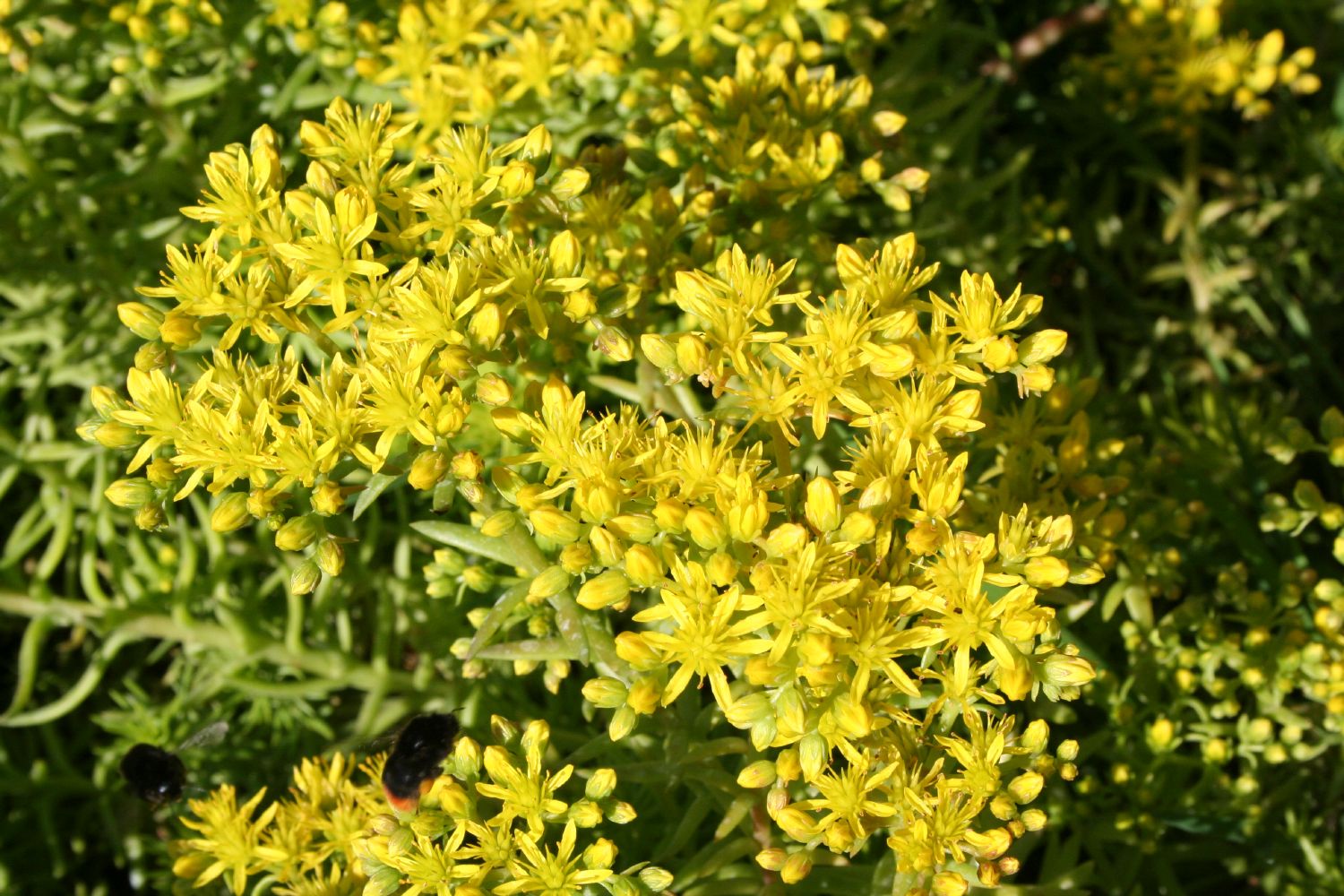 Sedum reflexum 'Angelina' Nickende Garten-Fetthenne