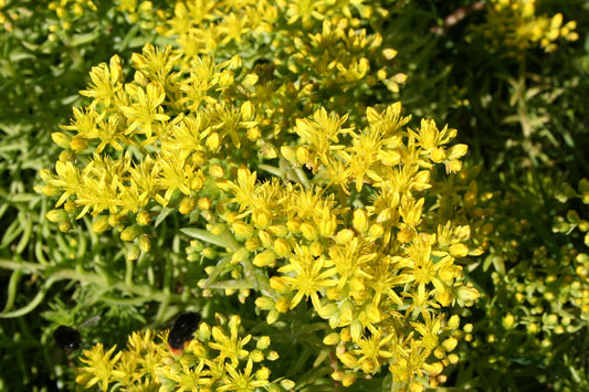 Sedum reflexum 'Angelina' Nickende Garten-Fetthenne