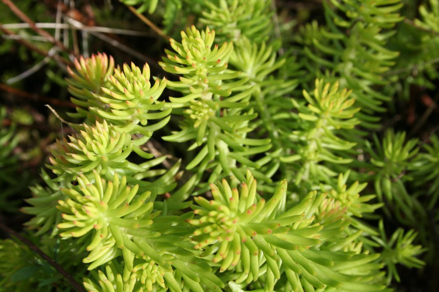 Sedum reflexum 'Angelina' (Nickende Garten-Fetthenne)