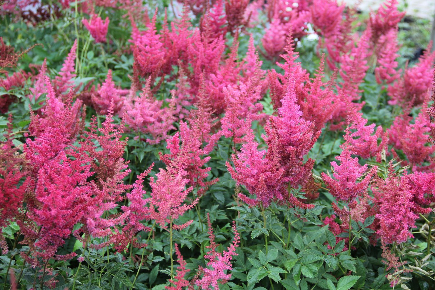 Astilbe x arendsii 'Glut' Arends Garten-Prachtspiere