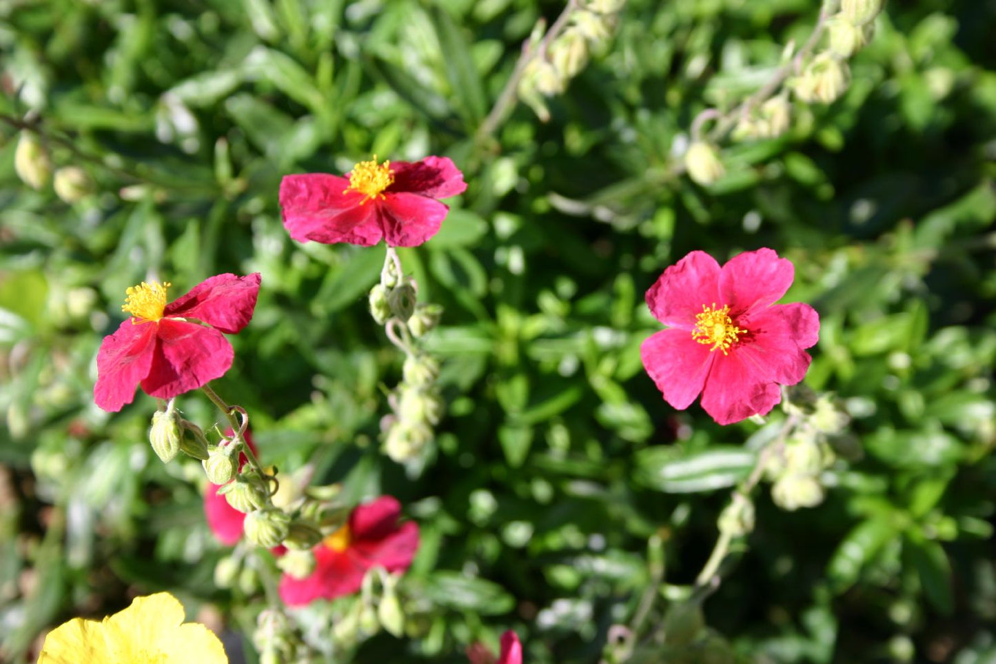 Helianthemum 'Red Orient' (Sonnenröschen)