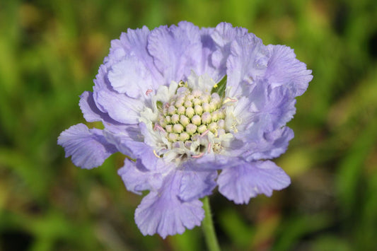 Scabiosa caucasica 'Perfecta Blue' Große Garten-Skabiose