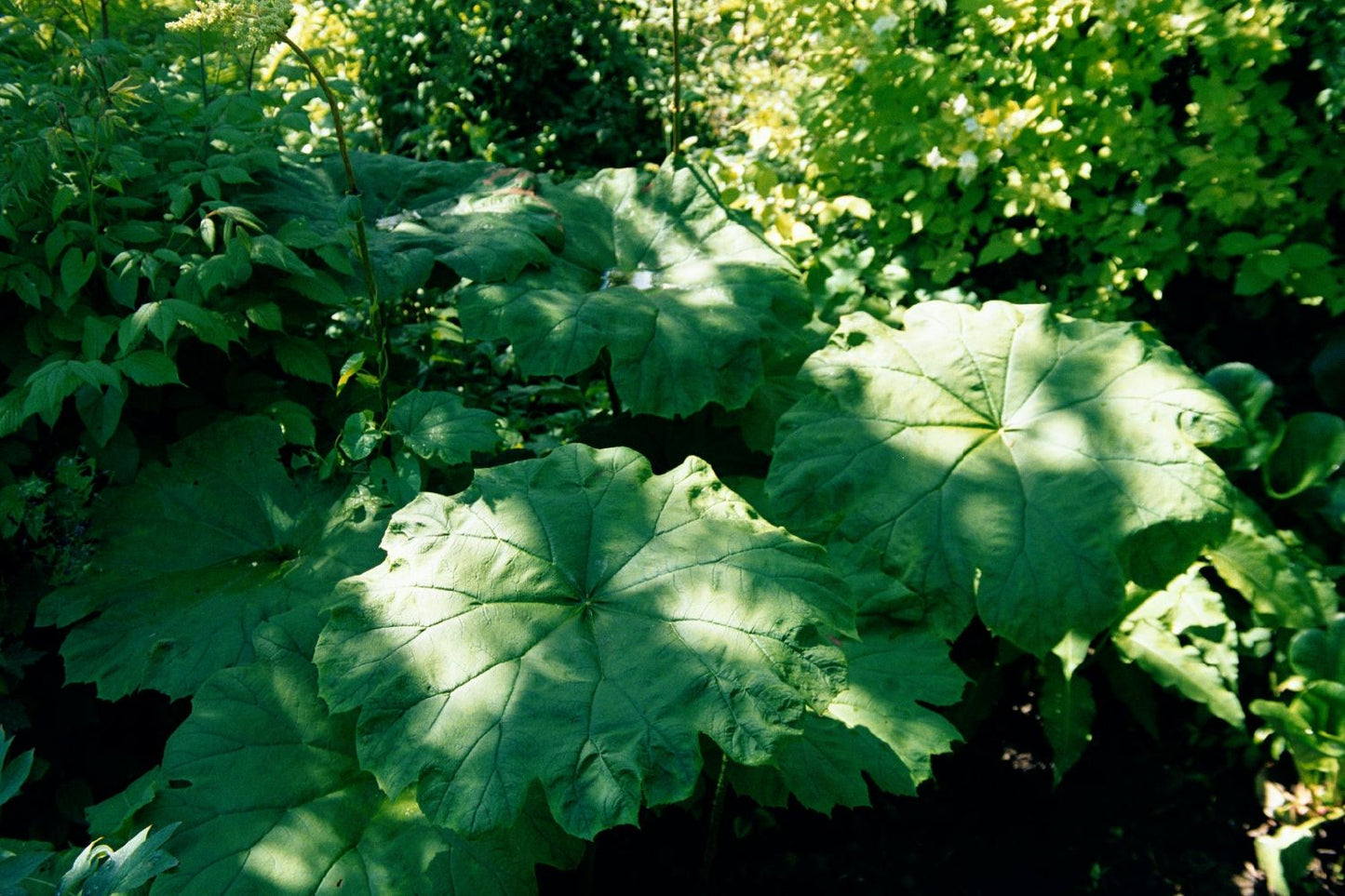 Astilboides tabularis Tafelblatt