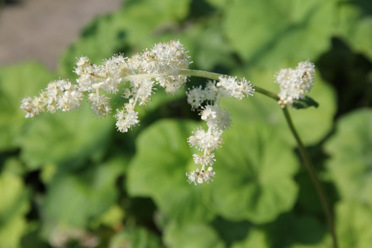 Astilboides tabularis (Tafelblatt)