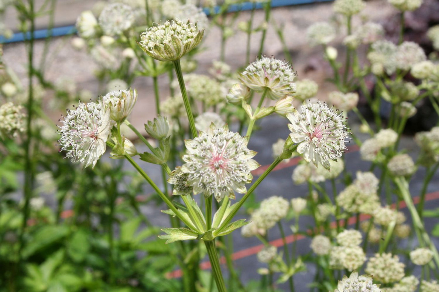 Astrantia major Sterndolde Astrantia major Sterndolde