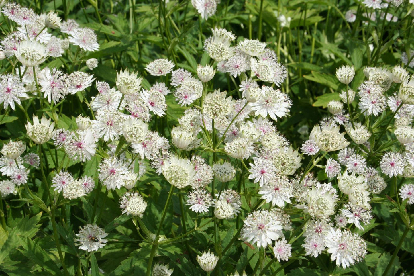 Astrantia major (Sterndolde) Astrantia major (Sterndolde)