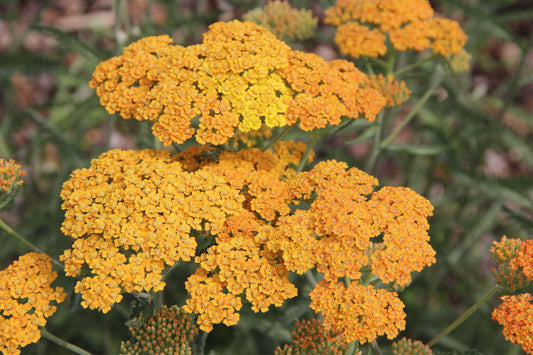 Achillea millefolium 'Terracotta' Schafgarbe