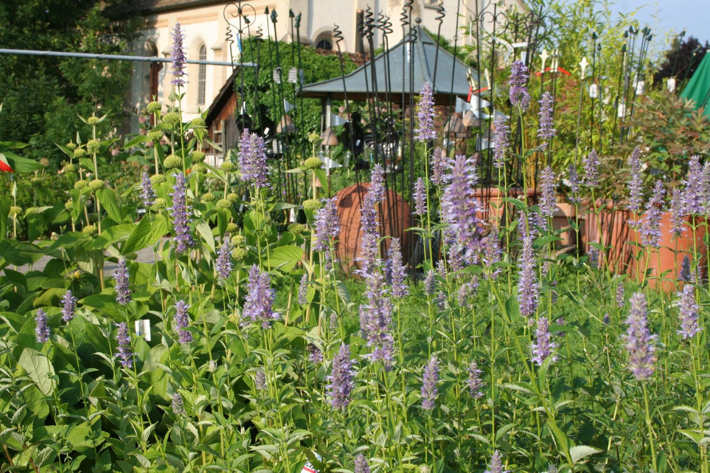 Agastache foeniculum Anis-Duftnessel Agastache foeniculum Anis-Duftnessel