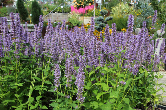 Agastache x rugosa 'Blue Fortune' Duftnessel