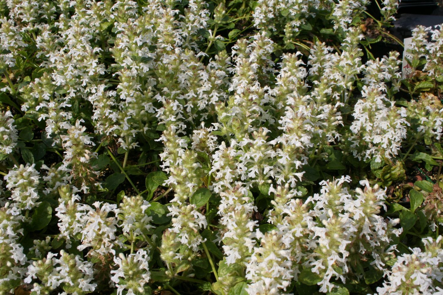 Ajuga reptans 'Alba' Weißblühender Garten-Günsel