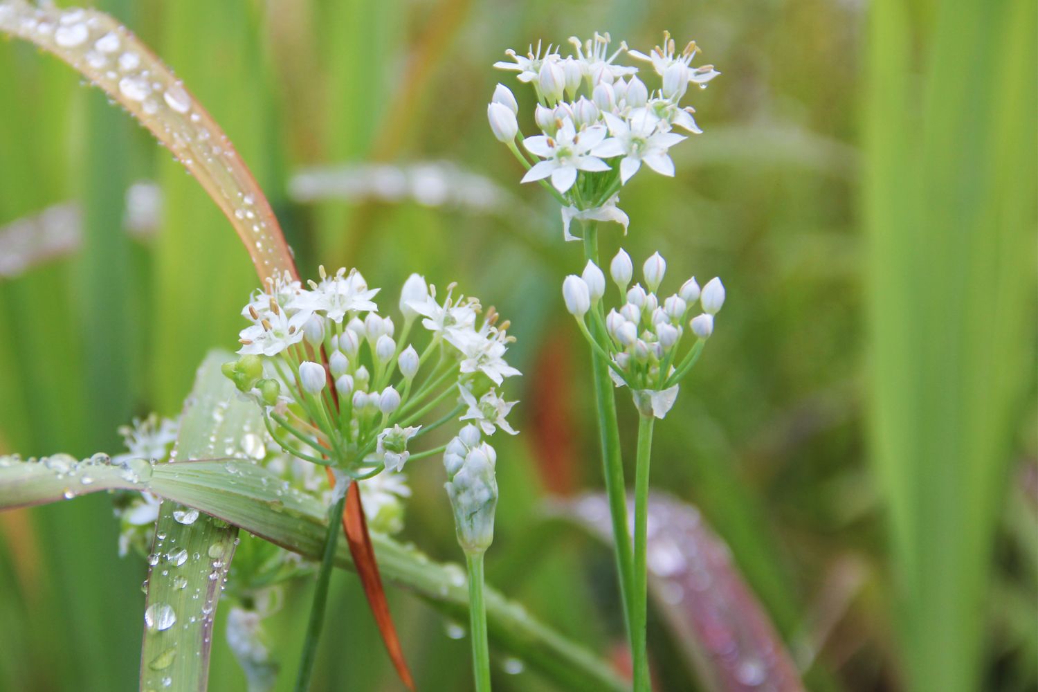 Allium tuberosum Schnittknoblauch | Chinesischer Knoblauch
