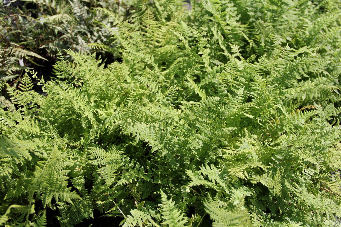 Athyrium filix-femina Wald-Frauenfarn Athyrium filix-femina Wald-Frauenfarn