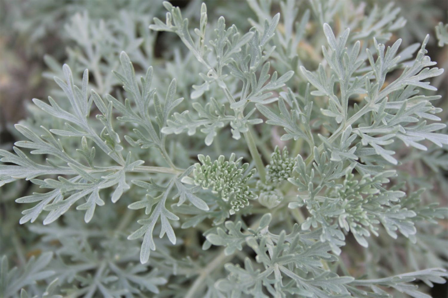 Artemisia arborescens 'Powis Castle' Halbstrauchiger Garten-Wermut