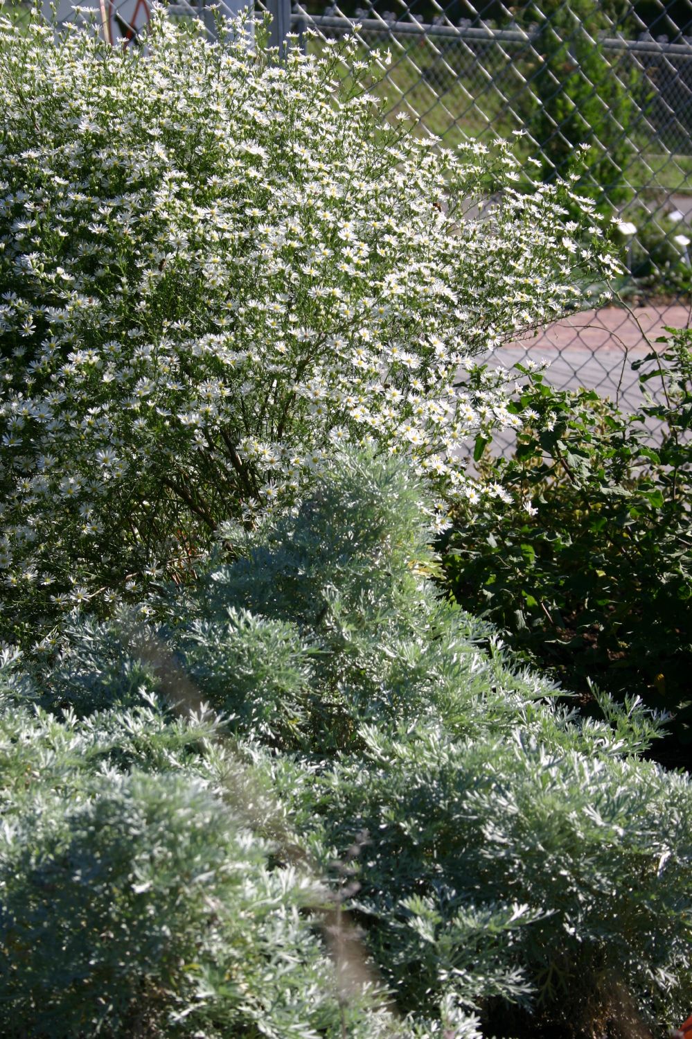 Artemisia arborescens 'Powis Castle' (Halbstrauchiger Garten-Wermut)