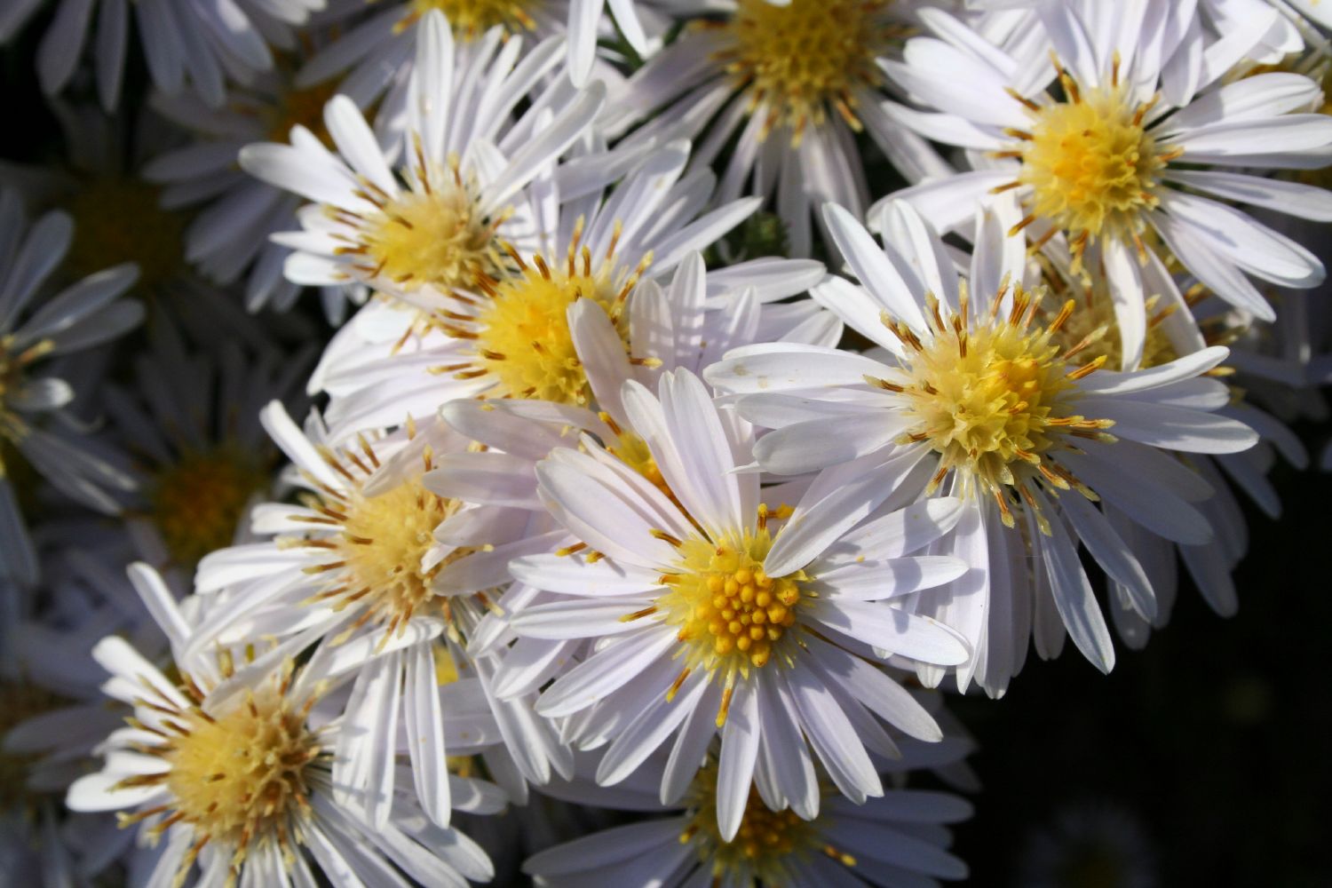 Aster dumosus 'Apollo' Kissen-Aster